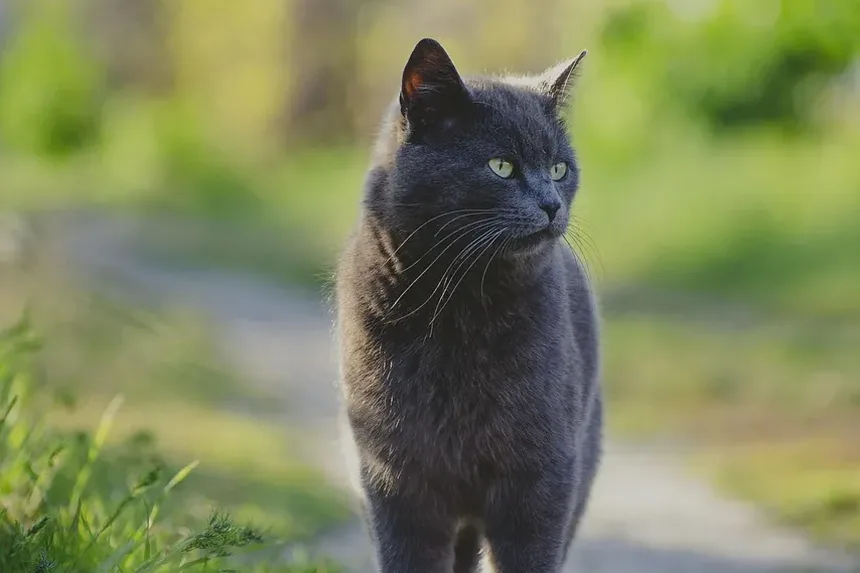 Como Saber se um Gato Está com Dor Após Cirurgia