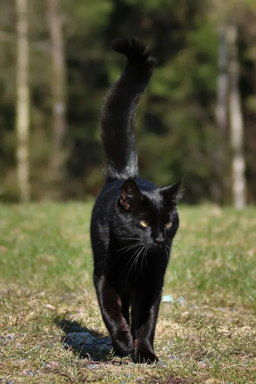 Como Tratar uma Mordida de Gato que Está Vermelha e Inchada