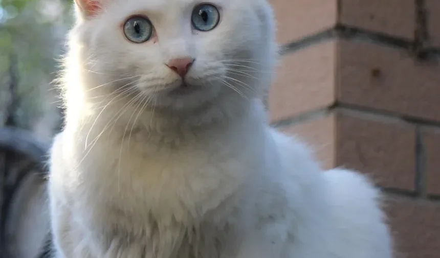 Como Tratar uma Mordida de Gato que Está Vermelha e Inchada