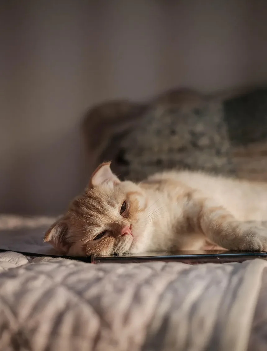 Com que frequência devo escovar meu gato laranja?