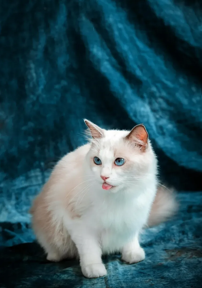 Com que frequência devo escovar meu gato laranja?