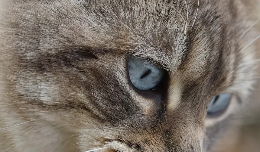 Com que frequência devo escovar meu gato laranja?