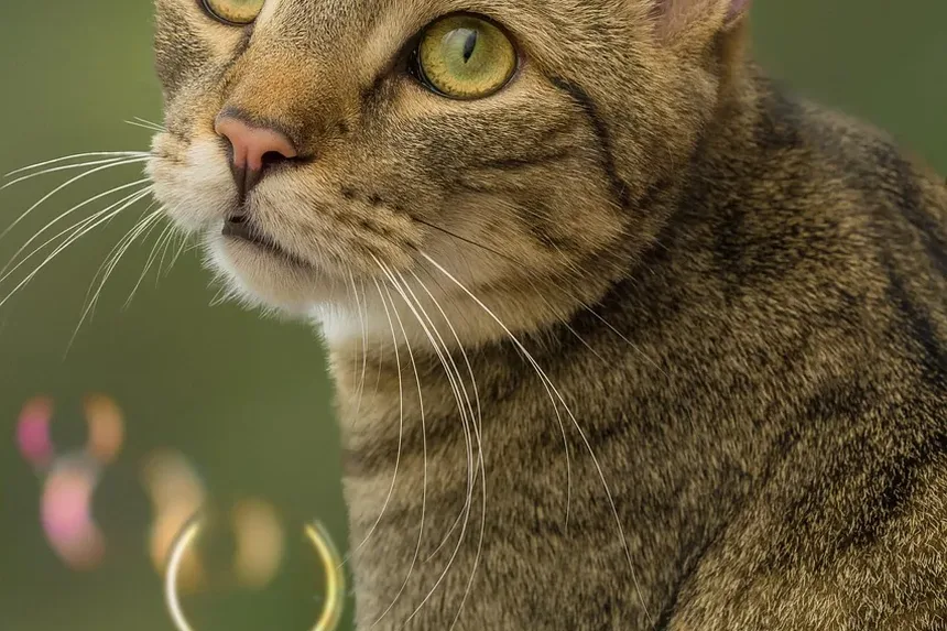 Com que frequência devo escovar meu gato laranja?