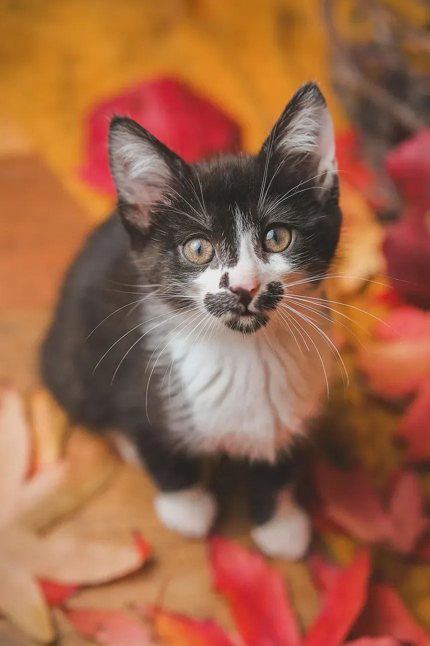 Com que frequência devo cortar as unhas do meu gatinho?