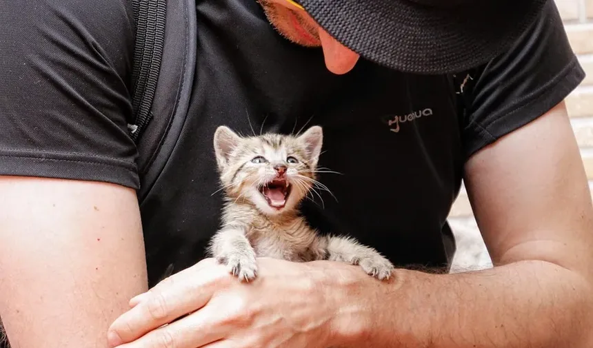 Com que frequência devo cortar as unhas do meu gatinho?