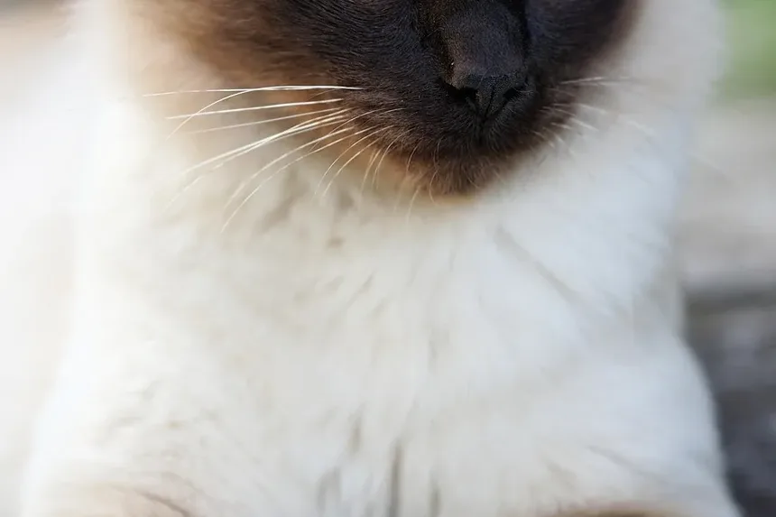 Com que frequência devo cortar as unhas do meu gatinho?
