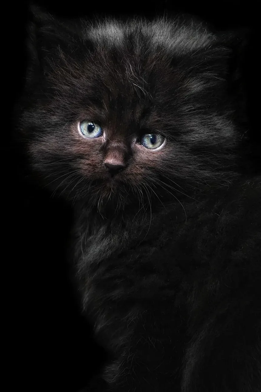 Como Escovar um Gato Sem Escova: Técnicas e Dicas Eficazes