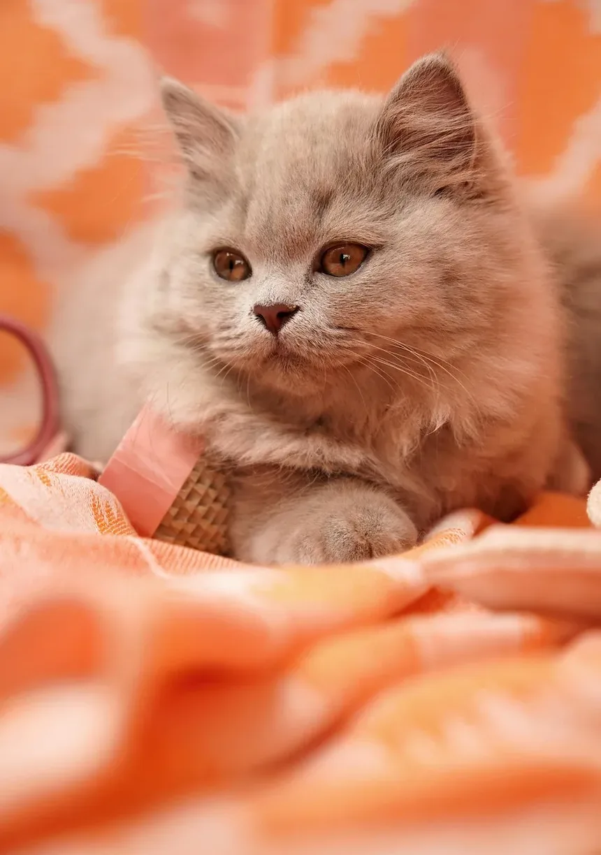 Como Escovar um Gato Sem Escova: Técnicas e Dicas Eficazes