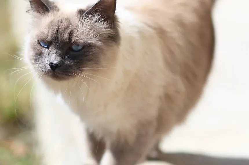 Como Escovar um Gato Sem Escova: Técnicas e Dicas Eficazes