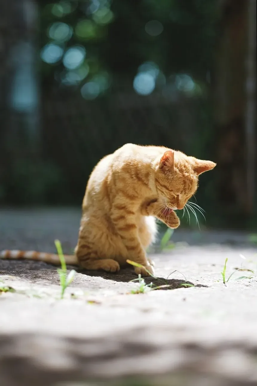 Como Cortar o Pelo de um Gato Persa em Casa com Tesoura