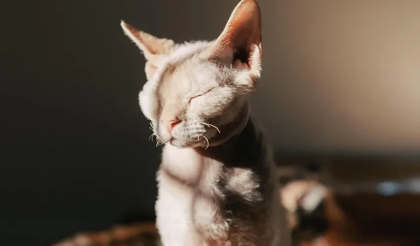 Como Cortar o Pelo de um Gato Persa em Casa com Tesoura