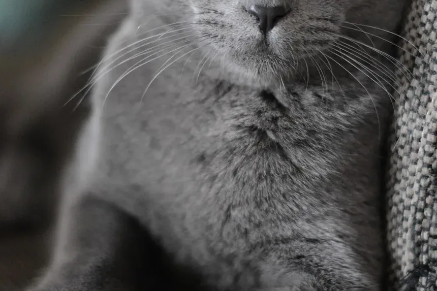 Como Cortar o Pelo de um Gato Persa em Casa com Tesoura