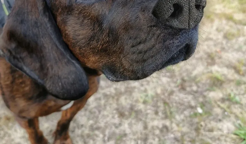 Como Ajudar Seu Cão a Recuperar a Força: Um Guia Completo