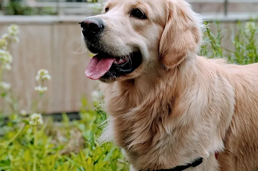 Como Ajudar Seu Cão a Recuperar a Força: Um Guia Completo