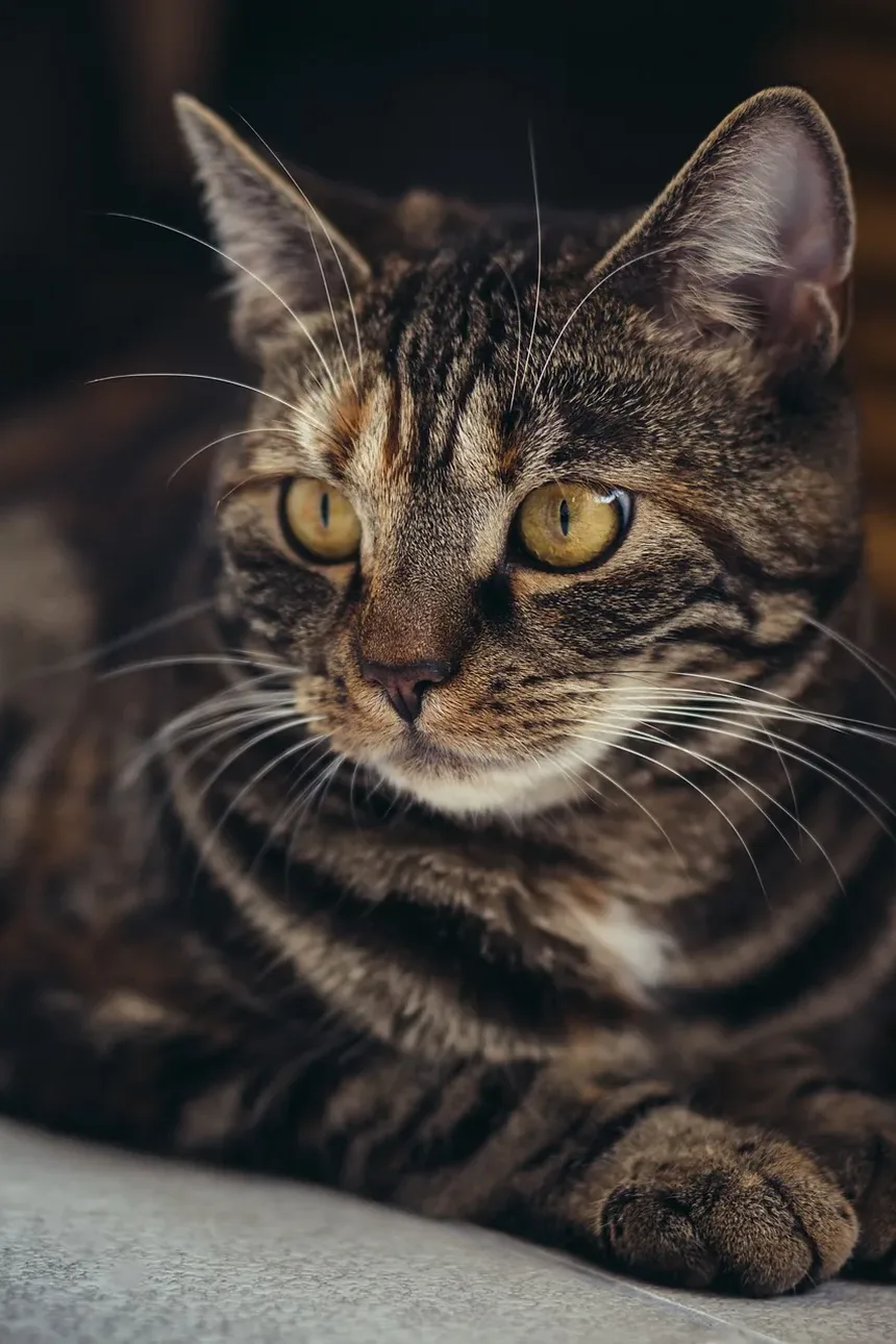 Como Prevenir Doença Gengival em Gatos: Um Guia Completo