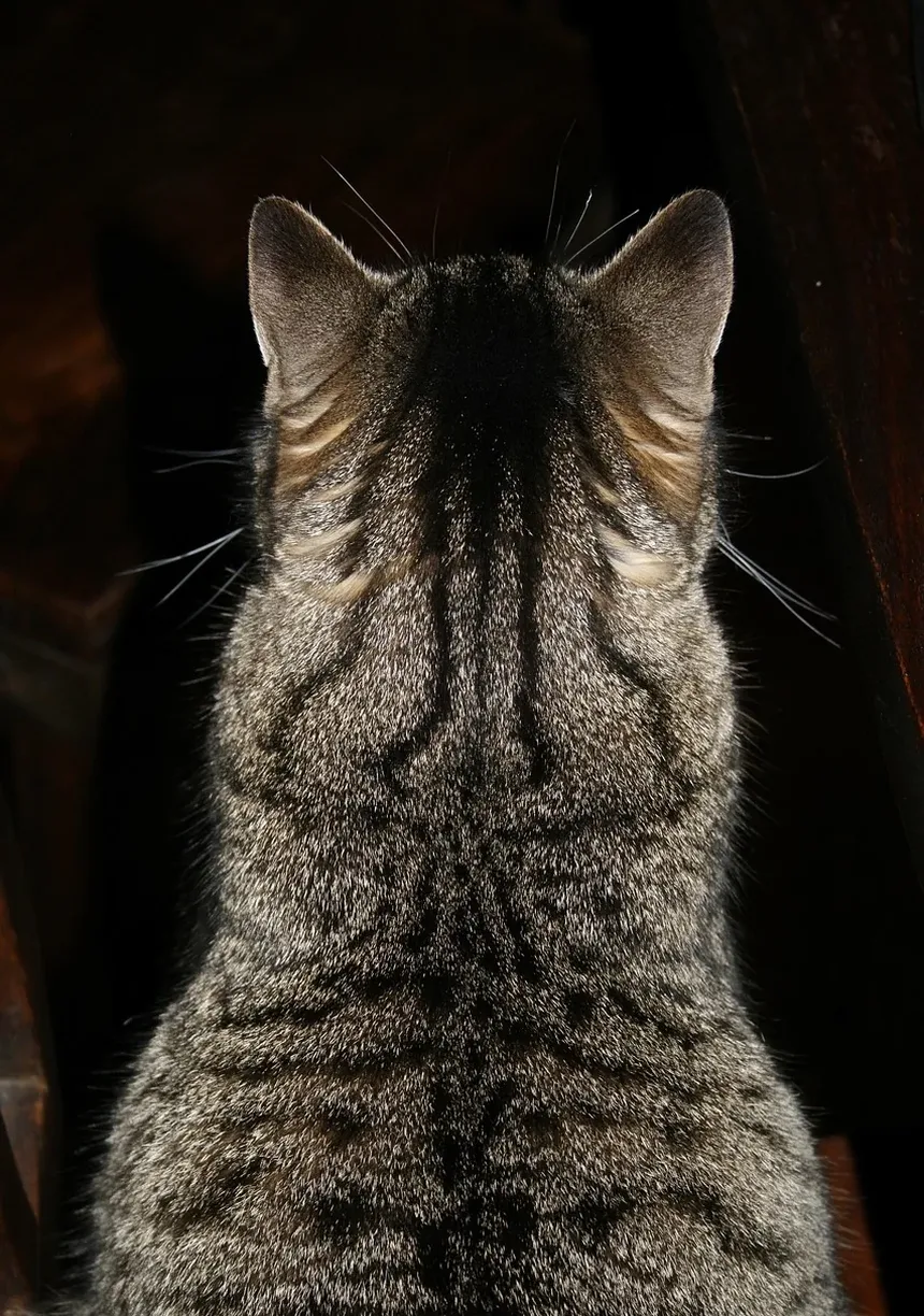 Como Prevenir Doença Gengival em Gatos: Um Guia Completo
