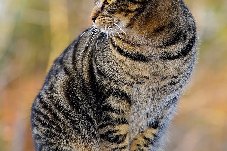 Como Prevenir Doença Gengival em Gatos: Um Guia Completo