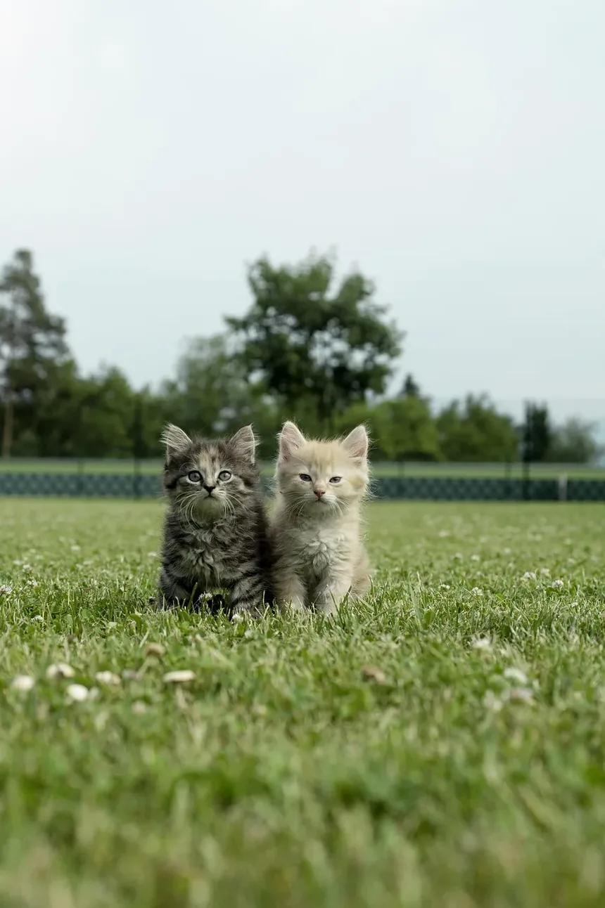 Como Prevenir Doenças Cardíacas em Gatos Naturalmente