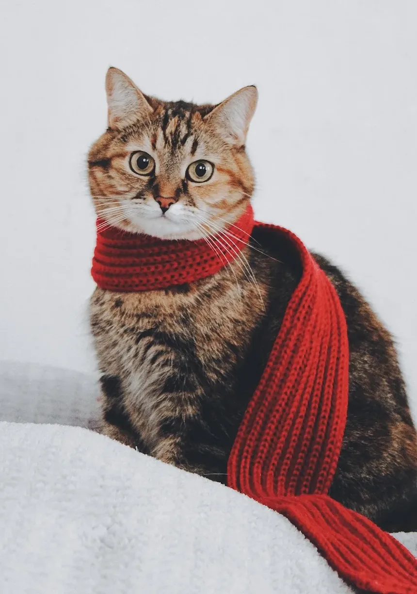 Como Prevenir Doenças Cardíacas em Gatos Naturalmente