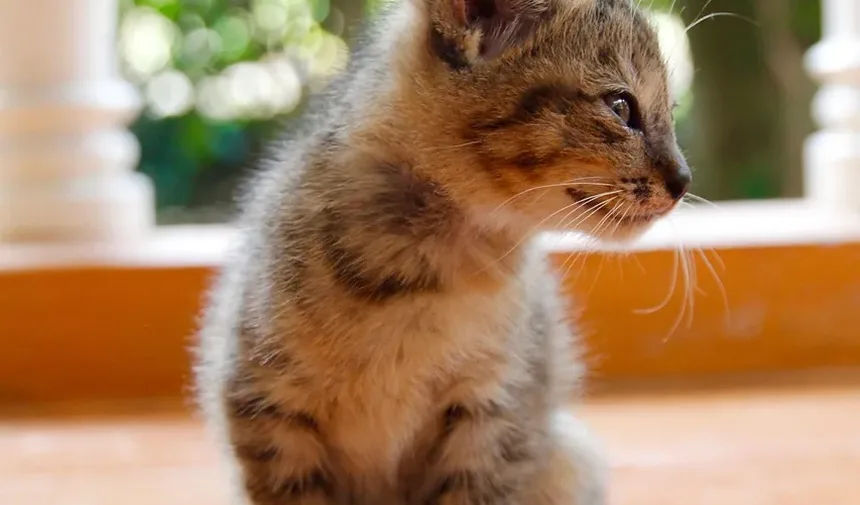 Como Prevenir Doenças Cardíacas em Gatos Naturalmente