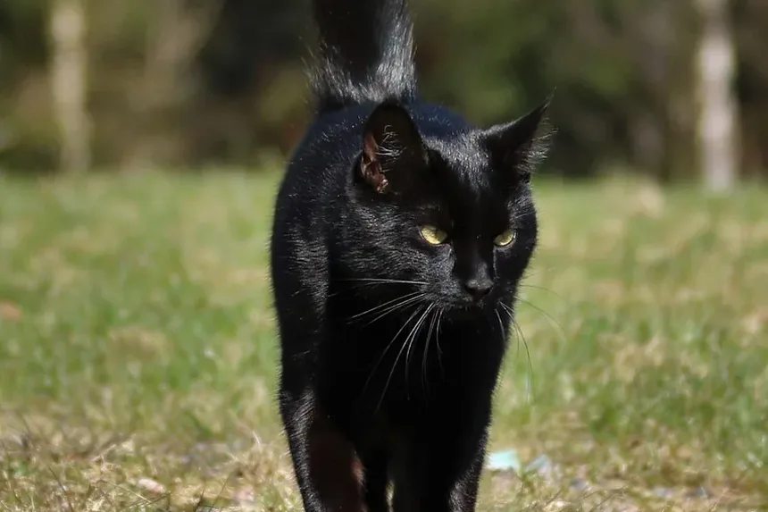Como Prevenir Doenças Cardíacas em Gatos Naturalmente