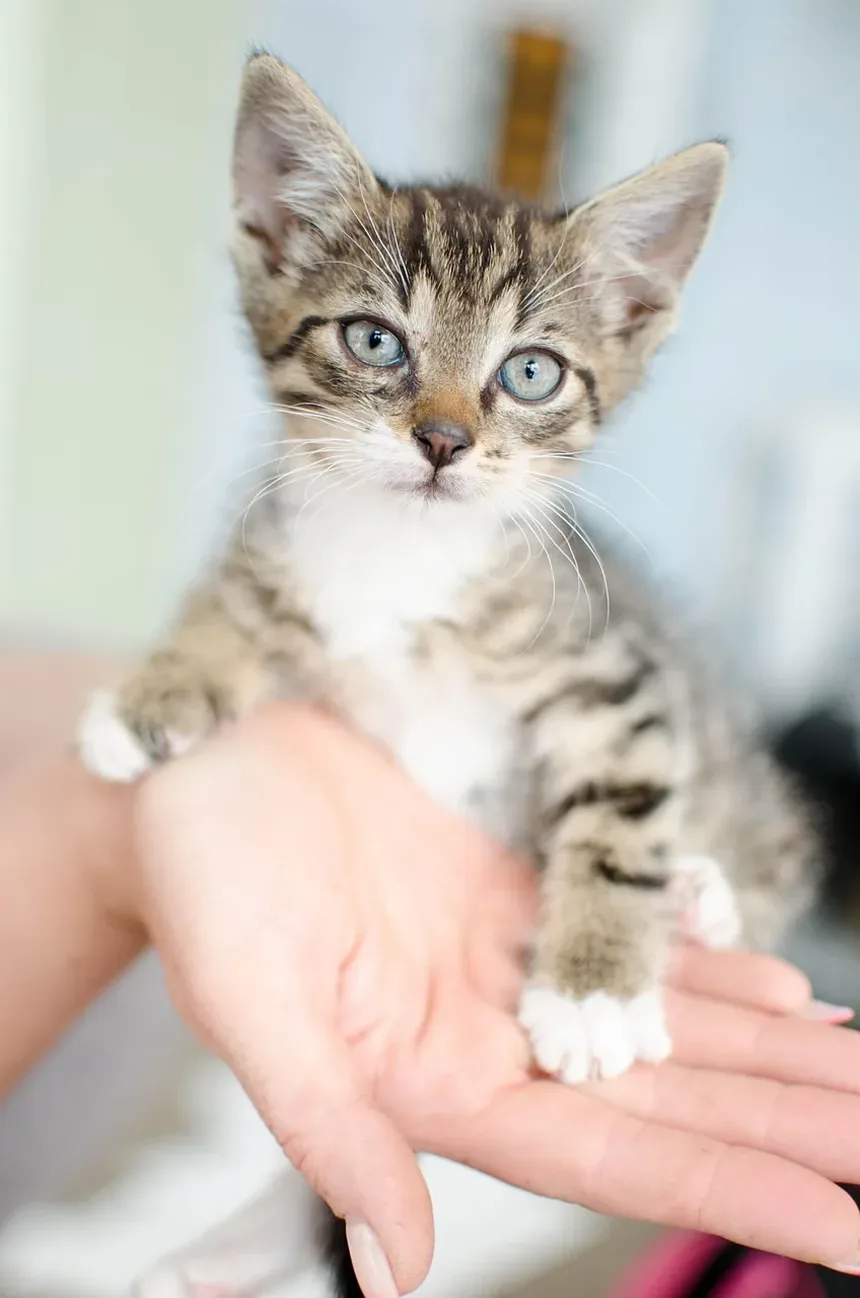 Como Prevenir a Doença do Verme do Coração em Gatos