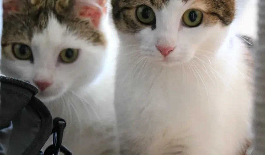 Como Prevenir a Doença do Verme do Coração em Gatos