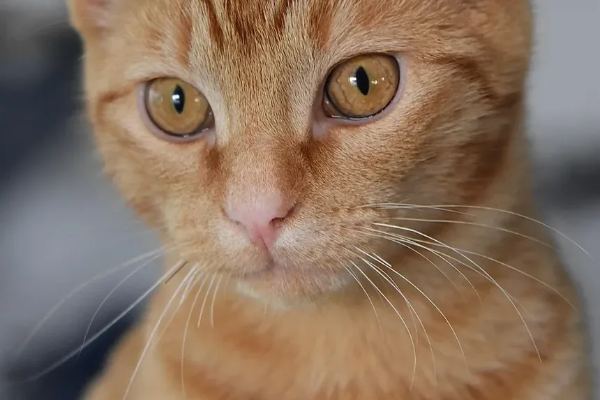 Como Prevenir a Doença do Verme do Coração em Gatos