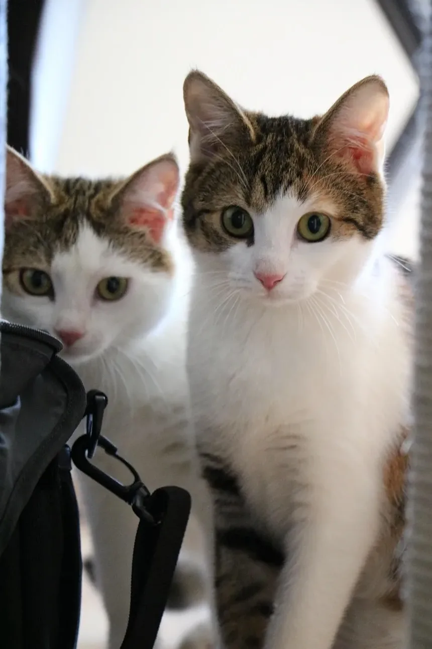 Como Reduzir o Enjoo de Movimento em Gatos