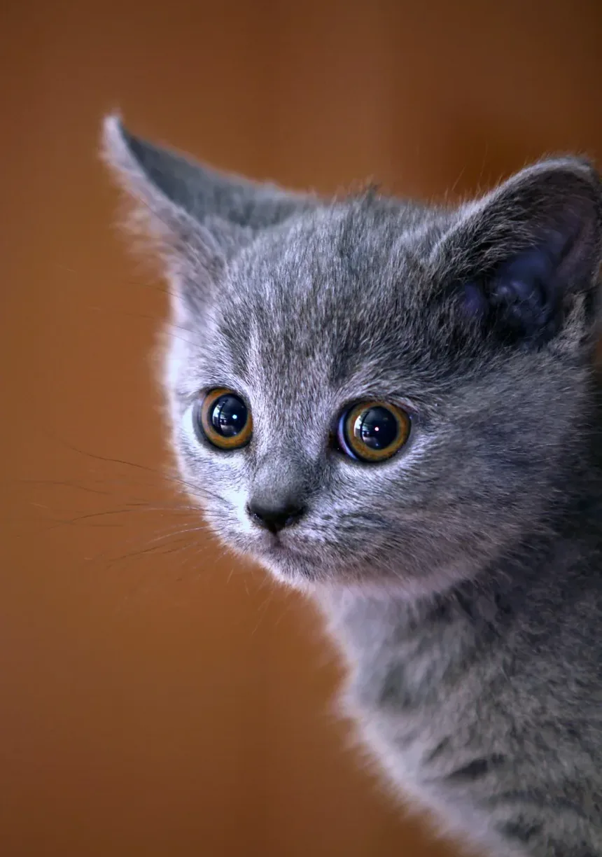 Como Reduzir o Enjoo de Movimento em Gatos