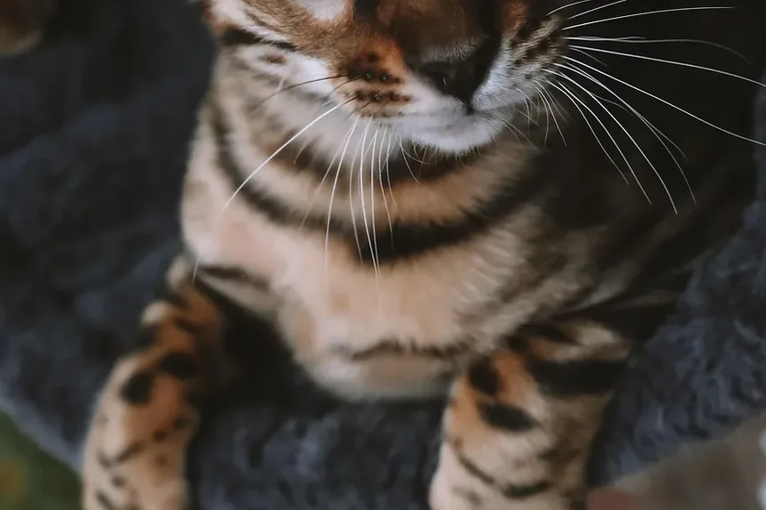 Como Reduzir o Enjoo de Movimento em Gatos