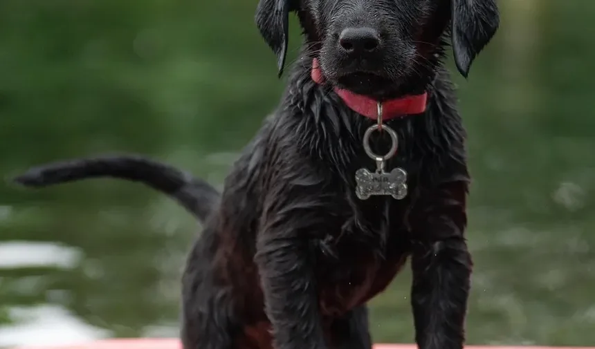 Como Aliviar a Coceira nas Orelhas do Cão Causada por Alergias