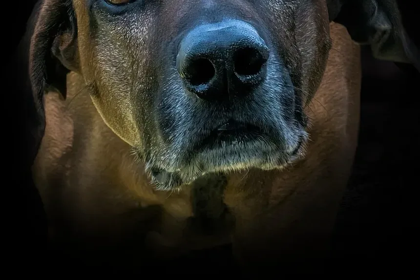Como Aliviar a Coceira nas Orelhas do Cão Causada por Alergias