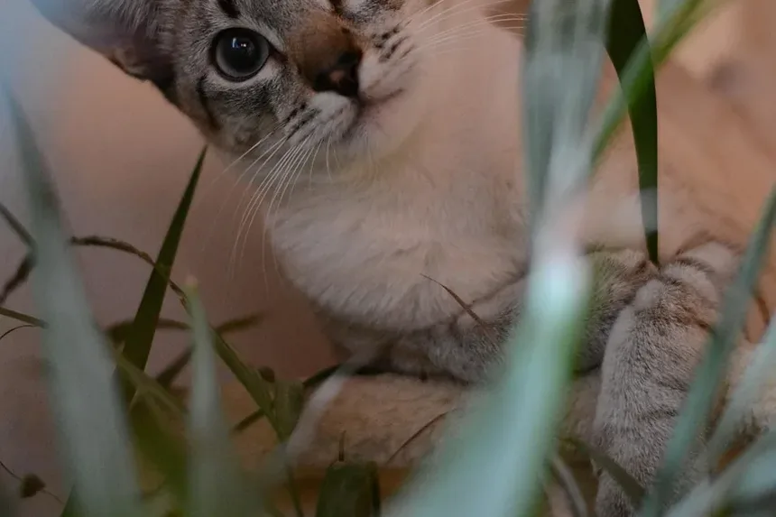 Como Parar o Excesso de Higiene em Gatos: Remédios Caseiros Eficazes