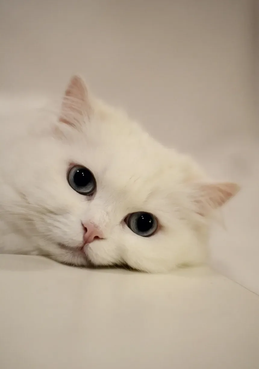 Como Ensinar Seu Gato a Não Morder Cabos