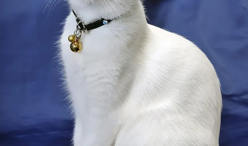 Como Ensinar Seu Gato a Não Morder Cabos