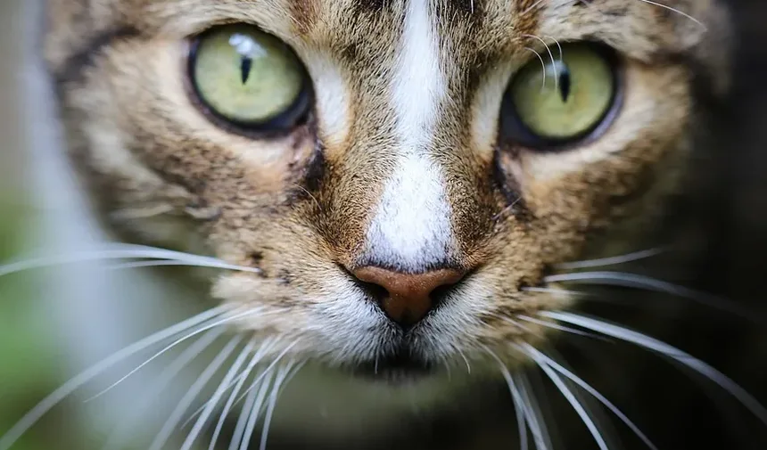 Doenças Infecciosas em Gatos: Compreendendo Riscos e Prevenção