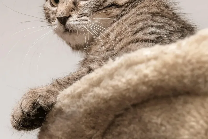 Doenças Infecciosas em Gatos: Compreendendo Riscos e Prevenção