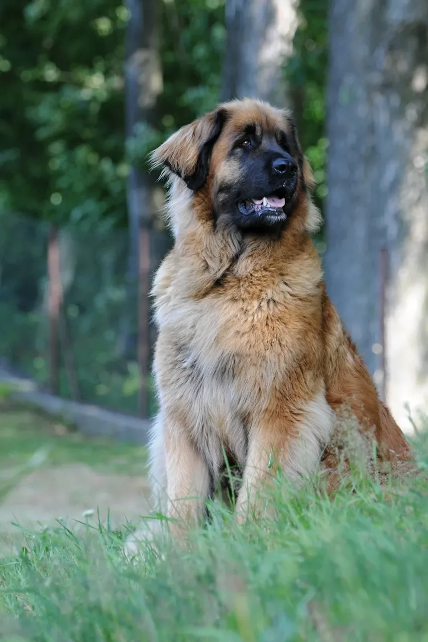 Remédios Naturais para a Doença de Cushing em Cães