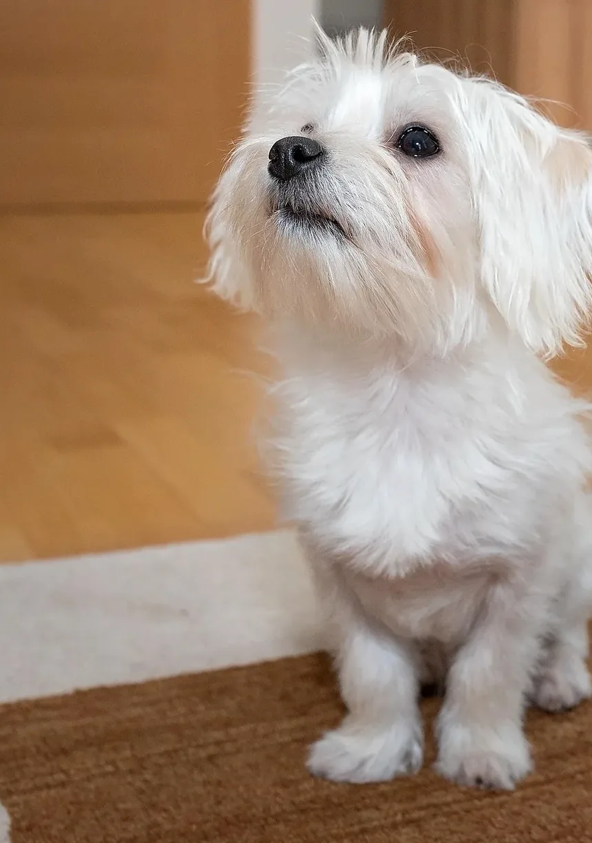 Remédios Naturais para a Doença de Cushing em Cães