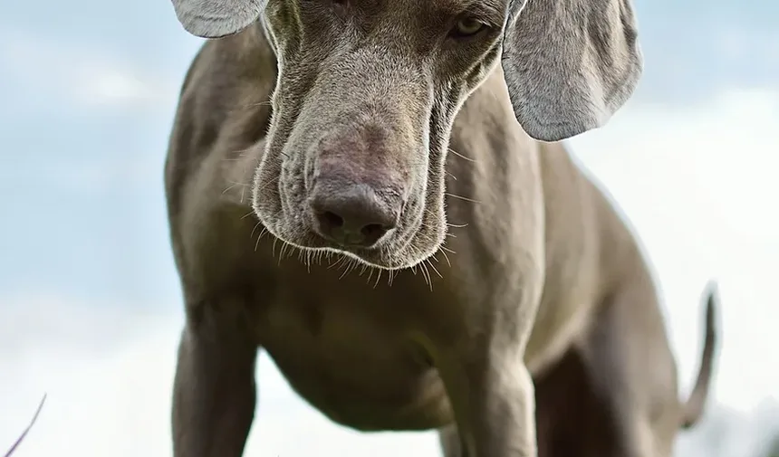 Remédios Naturais para a Doença de Cushing em Cães