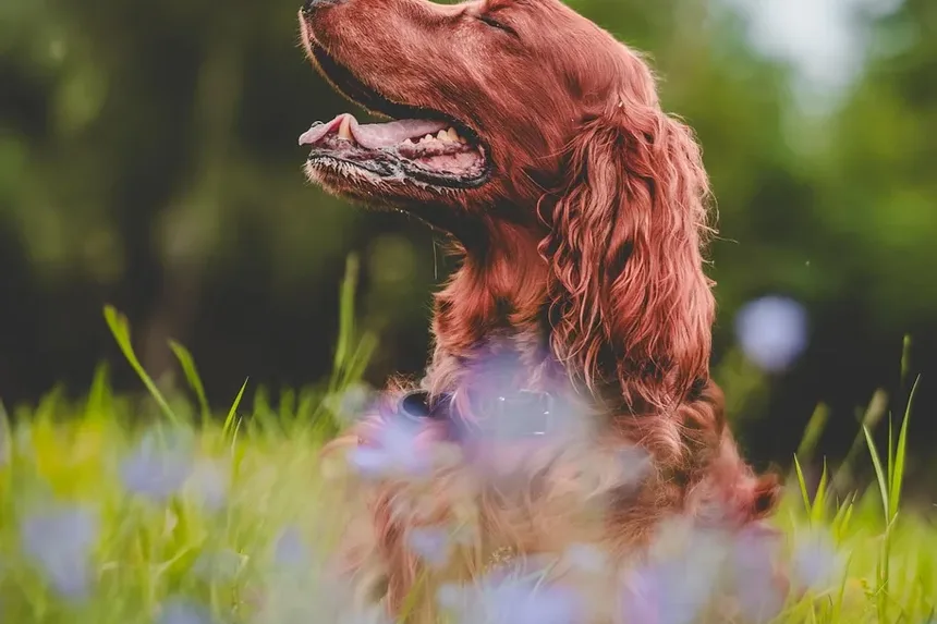 Remédios Naturais para a Doença de Cushing em Cães