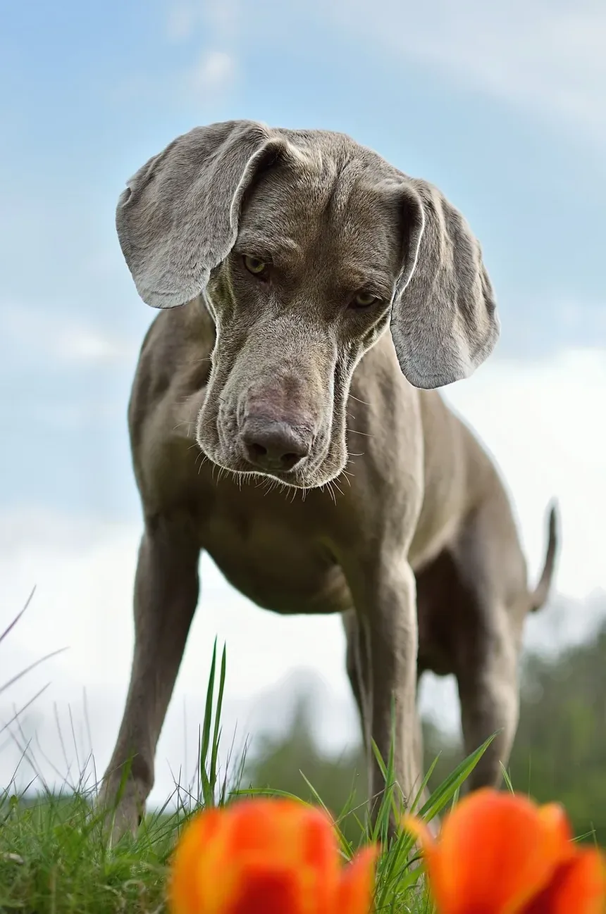 Remédios Naturais para Cães com Doença Inflamatória Intestinal