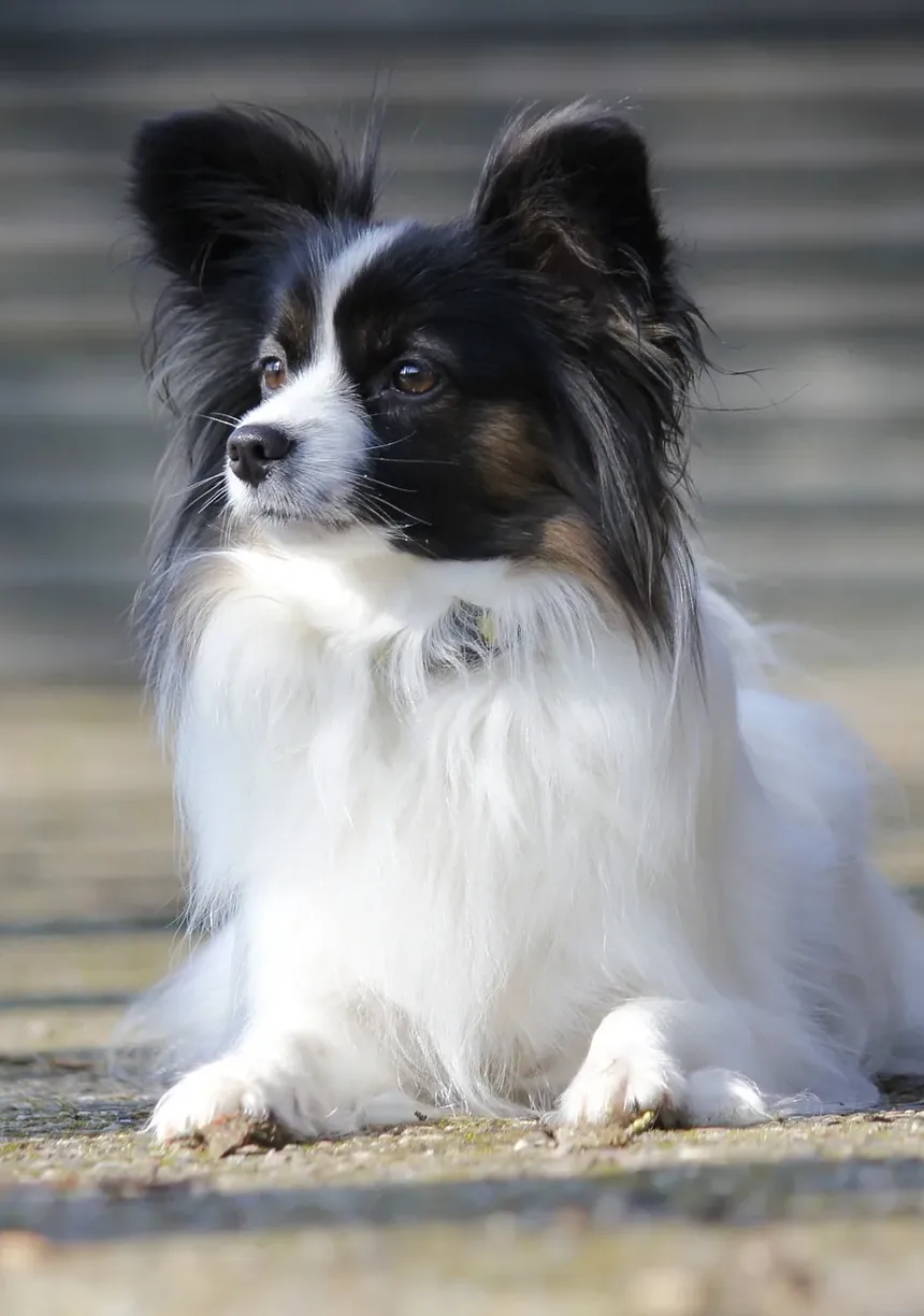 Remédios Naturais para Cães com Doença Inflamatória Intestinal