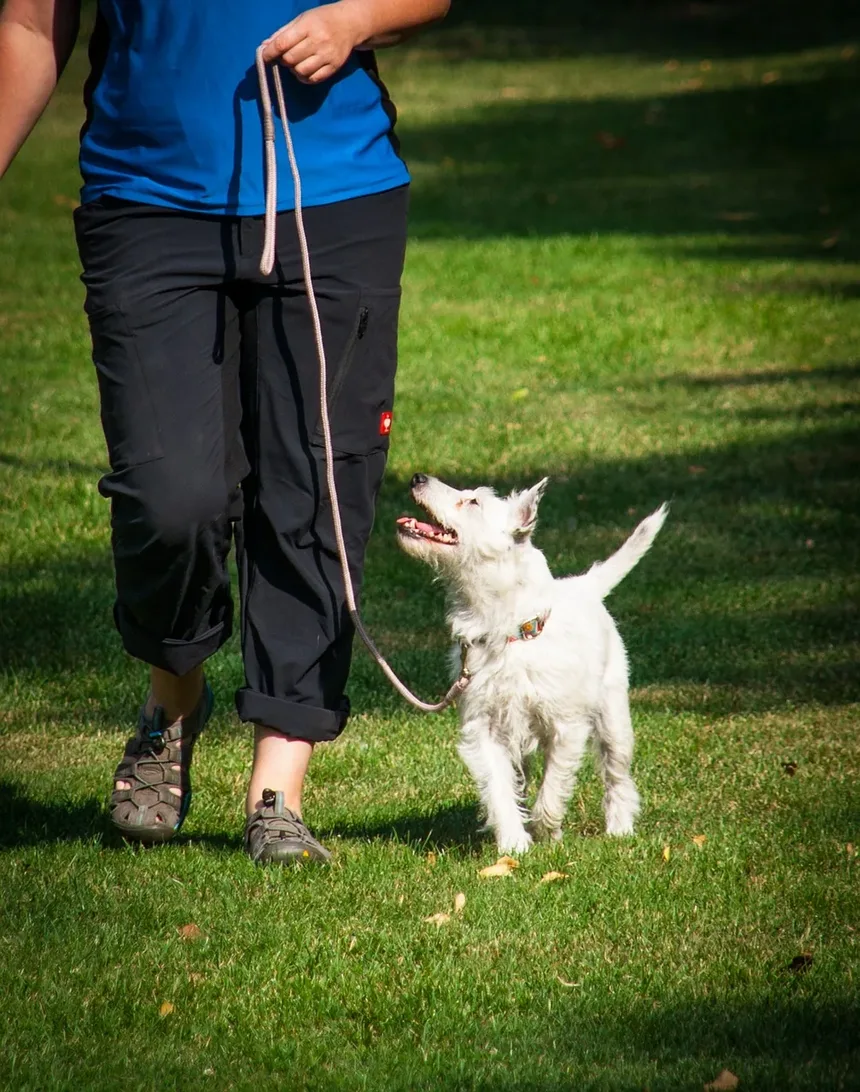 Tamanho da Porção para Comida Caseira para Cães: Um Guia Completo