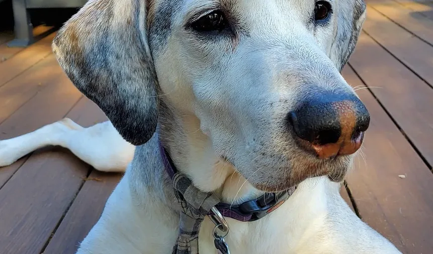 Tamanho da Porção para Comida Caseira para Cães: Um Guia Completo