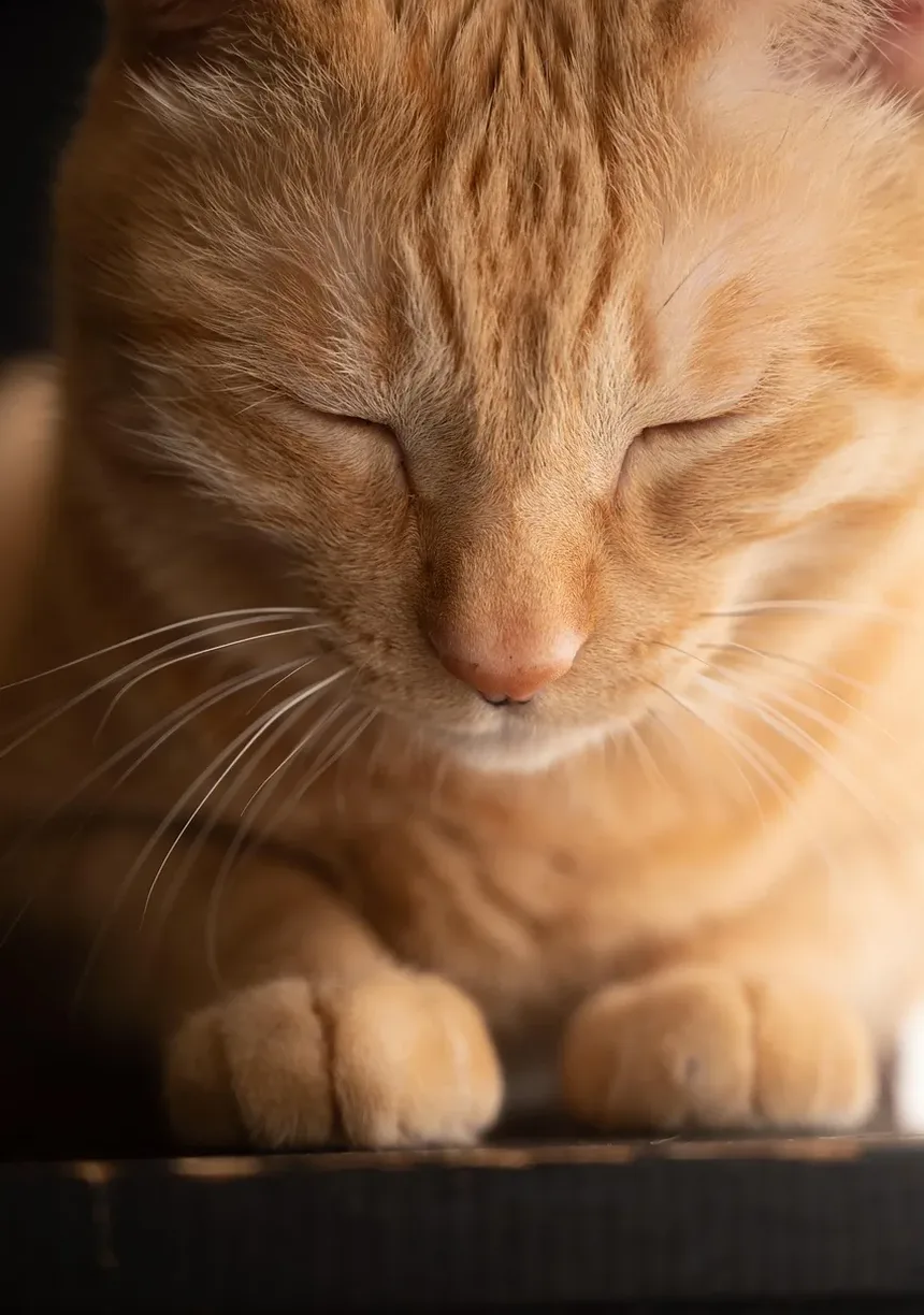 Devo Tratar Mordidas de Gato? Um Guia Completo para Donos de Gatos