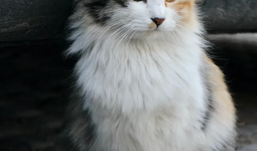 Devo Tratar Mordidas de Gato? Um Guia Completo para Donos de Gatos