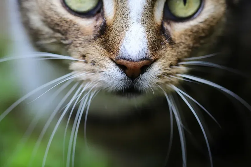 Devo Tratar Mordidas de Gato? Um Guia Completo para Donos de Gatos