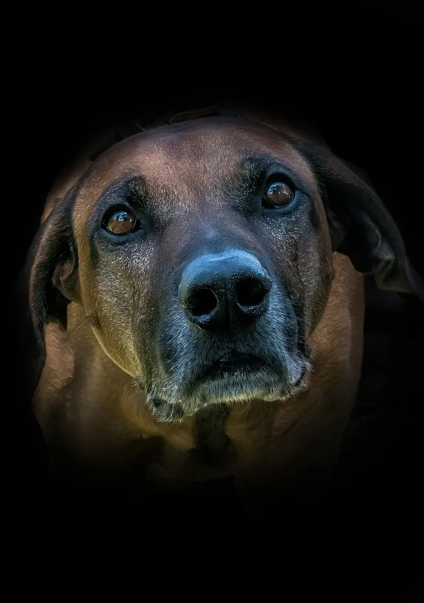 Sinais de Estresse Renal em Cães: Compreendendo os Sintomas e Soluções